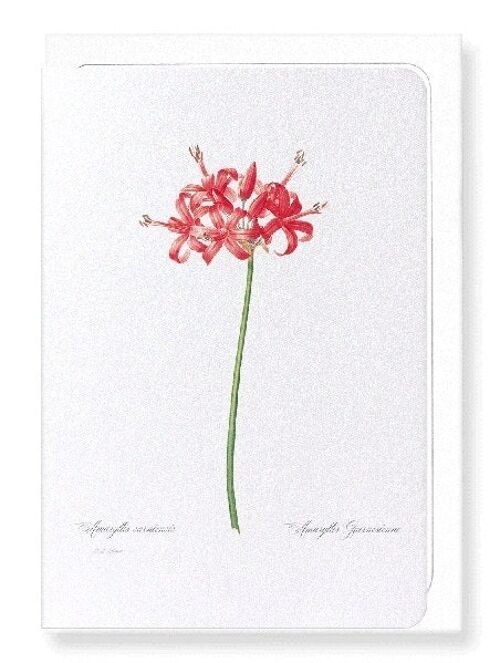 GUERNSEY OR JERSEY LILY (FULL): Greeting Card