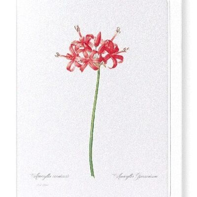 GUERNSEY O JERSEY LILY (COMPLETO): Tarjetas de felicitación