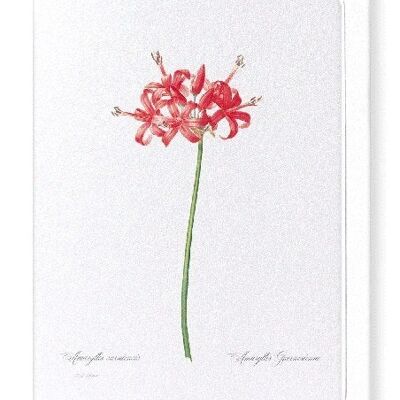 GUERNSEY OR JERSEY LILY (FULL): Greeting Card