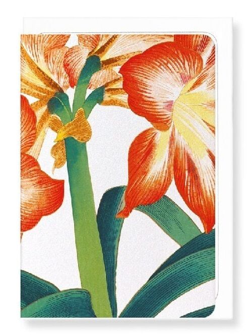 AMARYLLIS Greeting Card