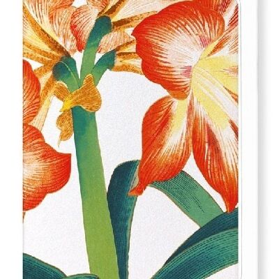 AMARYLLIS Greeting Card