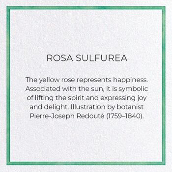 ROSA SULFUREA Carte de vœux 3