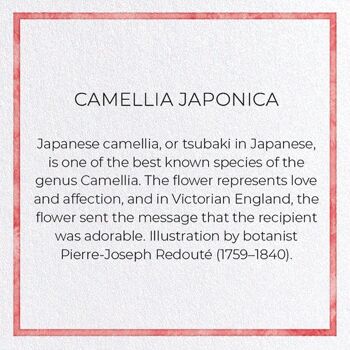 CAMELLIA JAPONICA Carte de vœux 3