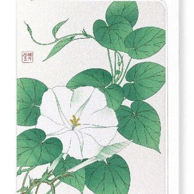 WHITE MORNING GLORY Japanese Greeting Card