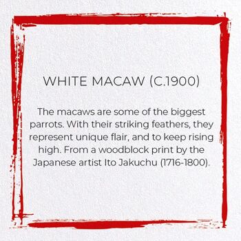 MACAW BLANC C.1900 Japonais Carte de vœux 3