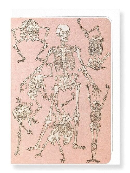 STUDY OF SKELETONS FRONT 1881  Japanese Greeting Card