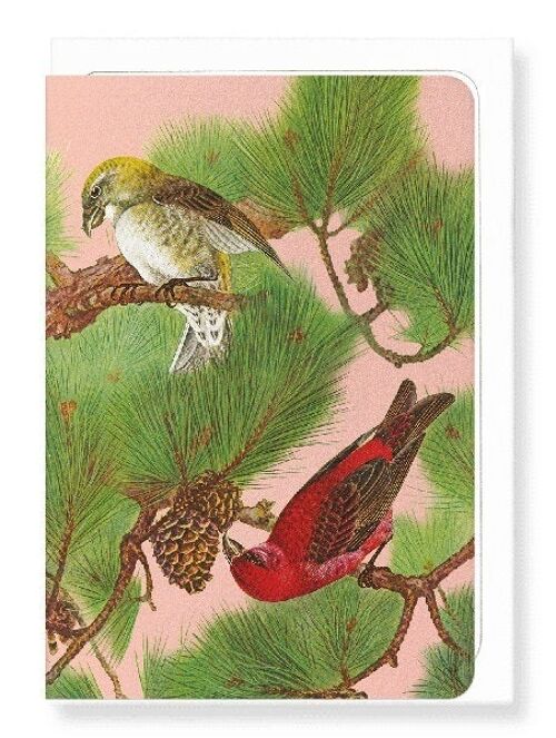 COMMON CROSSBILL BIRDS ON PINE TREE C.1930  Japanese Greeting Card