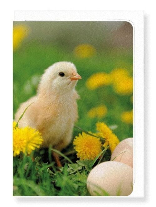 EASTER CHICK Greeting Card