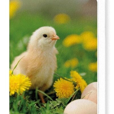 EASTER CHICK Greeting Card