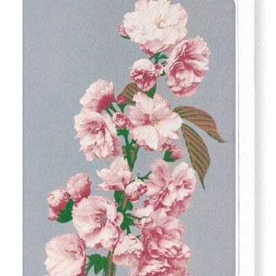 PHOTOMECHANICAL PRINT OF CHERRY BLOSSOM C.1890  8xCards