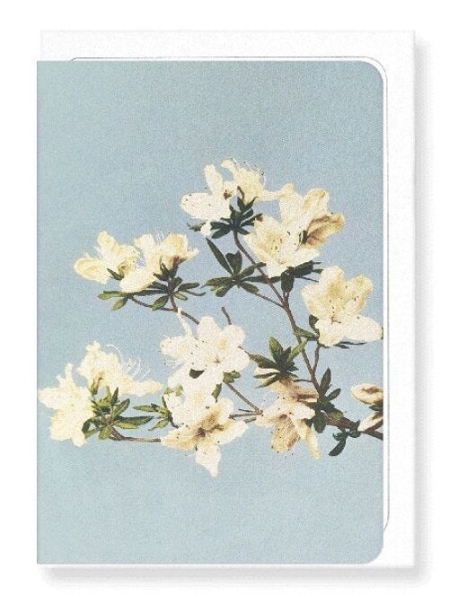 PHOTOMECHANICAL PRINT OF AZALEAS C.1890  Greeting Card