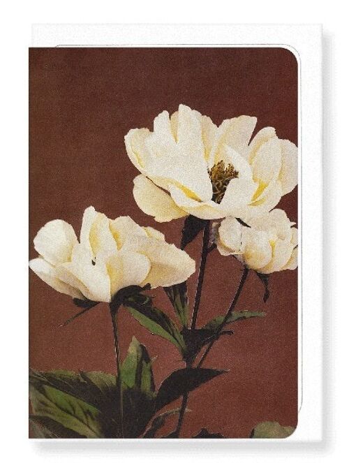 PHOTOMECHANICAL PRINT OF HÆRDACEOUS PEONIES C.1890  8xCards