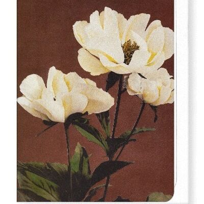 PHOTOMECHANICAL PRINT OF HÆRDACEOUS PEONIES C.1890  8xCards