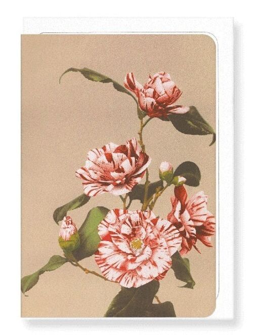 PHOTOMECHANICAL PRINT OF CAMELLIAS C.1890  Greeting Card