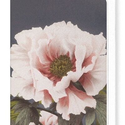 PHOTOMECHANICAL PRINT OF PEONIES C.1890  Greeting Card