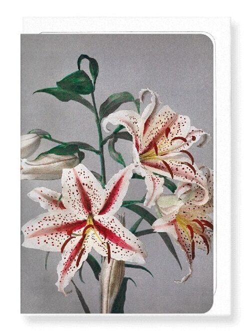 PHOTOMECHANICAL PRINT OF LILIES C.1890  Greeting Card