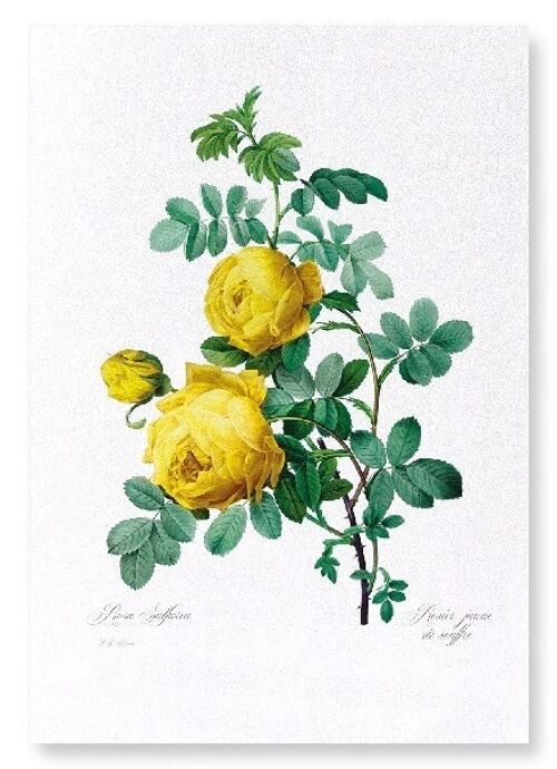 YELLOW ROSES (FULL): NO.1 Art Print