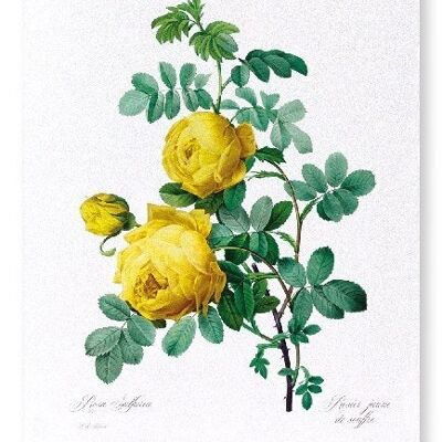 YELLOW ROSES (FULL): NO.1 Art Print