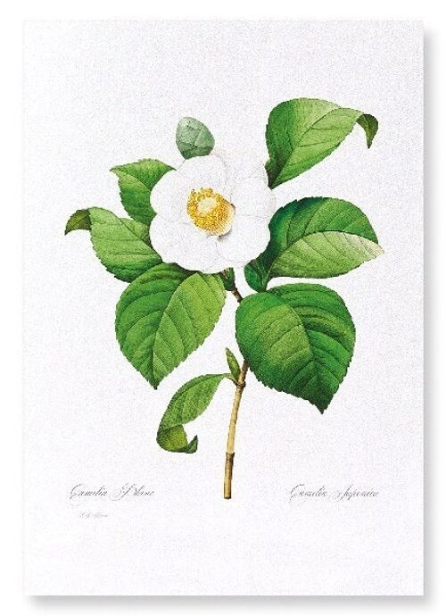 JAPANESE CAMELLIA (FULL): NO.2 Art Print