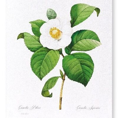 JAPANESE CAMELLIA (FULL): NO.2 Art Print