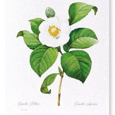 CAMELIA GIAPPONESE (COMPLETA): N. 2 Stampa artistica