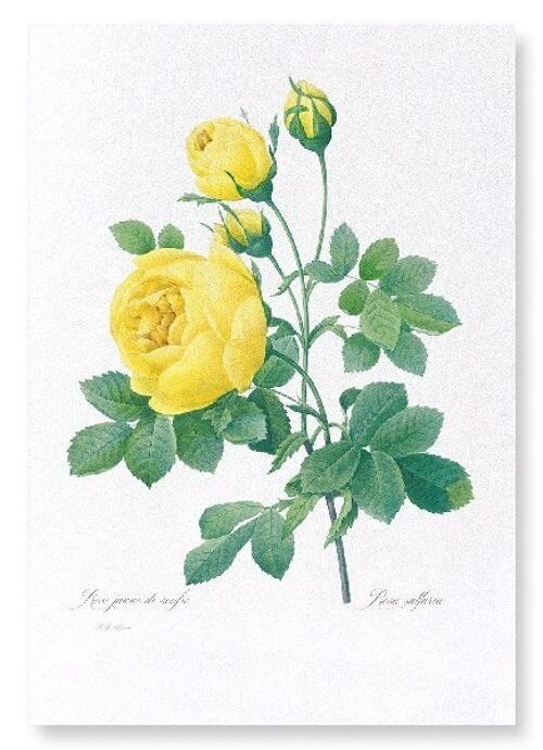 YELLOW ROSES (FULL): NO.2 Art Print