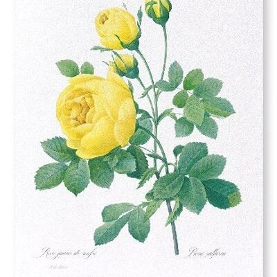 YELLOW ROSES (FULL): NO.2 Art Print