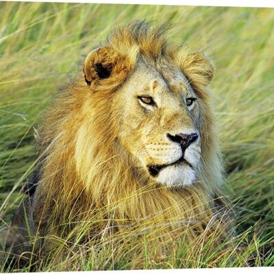 Photo photo, impression sur toile : Frank Krahmer, Lion d'Afrique, Masai Mara, Kenya