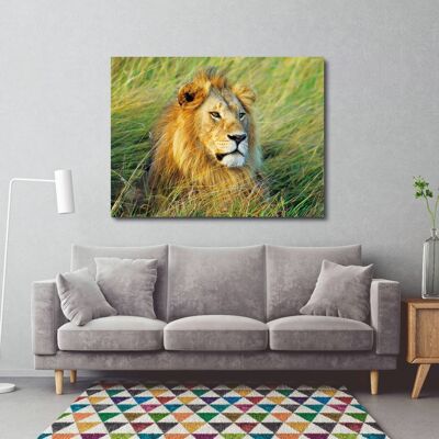 Photo Picture, Canvas Print: Frank Krahmer, African Lion, Masai Mara, Kenya