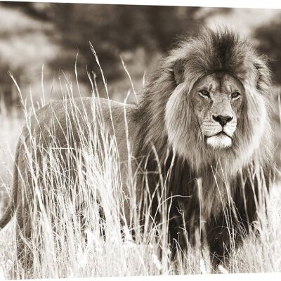Image photographique, impression sur toile : Lion