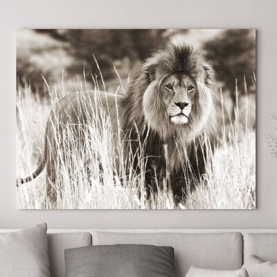 Image photographique, impression sur toile : Lion