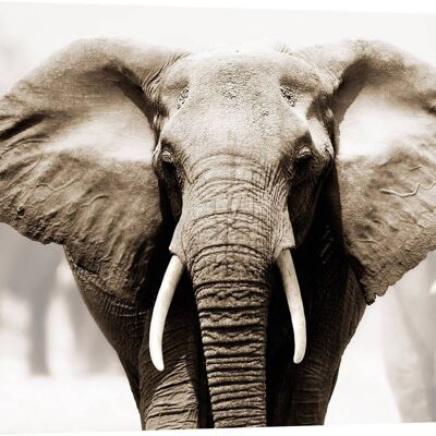 Cuadro fotográfico, Impresión en lienzo: Elefante Africano