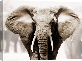 Photo Photo, Impression sur Toile: Éléphant d'Afrique 1