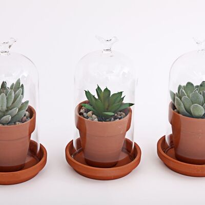 Faux Succulent In Pot Glass Dome