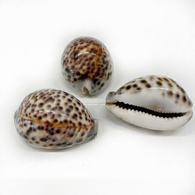 Shell Cowrie Tiger - Summer style