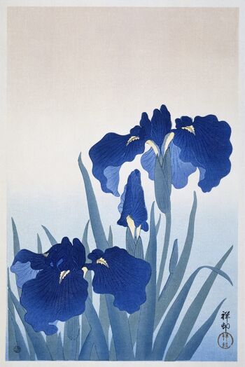 fleurs d'iris 2
