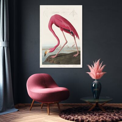 rosa flamingo