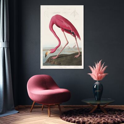 Flamant rose