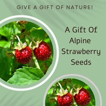 Carte de voeux de jour de mariage avec un cadeau de graines de fraises alpines 2