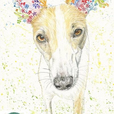 Stampa del cane di arte dell'acquerello firmato Whippet | Di Jen Winnett