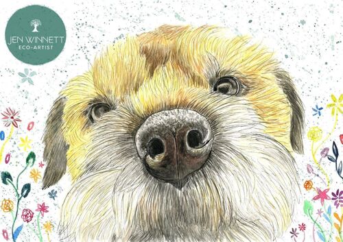 Tilly the Border Terrier Dog Signed Watercolour Art Animal