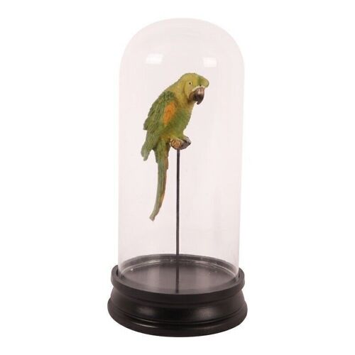 Bell jar with parrot