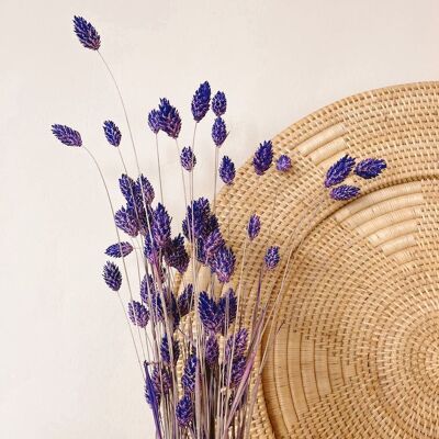 Phalaris Purple Dried Flowers