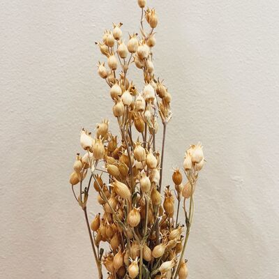 Silene Dried Flowers