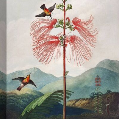 Pintura botánica, impresión en lienzo: Robert John Thornton, Sensitive Plant from The Temple of Flora