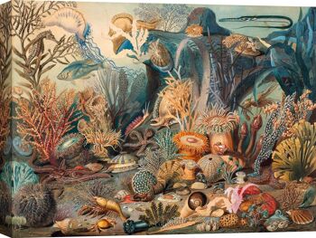 Peinture botanique, impression sur toile : James M. Sommerville, Ocean Life 2