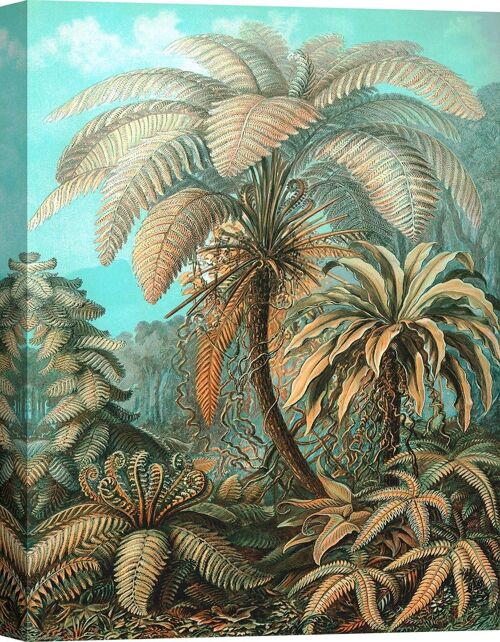 Quadro botanica, stampa su tela: Ernst Haeckel, Filicinae