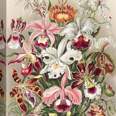 Image botanique, impression sur toile : Ernst Haeckel, Orchideacae