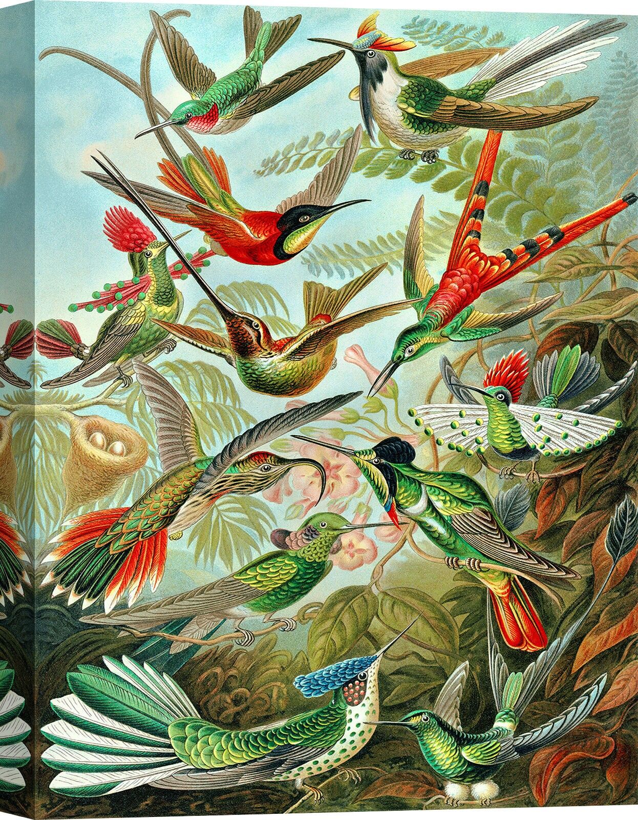 Quadro botanica, stampa su tela: Ernst Haeckel, Trochilidae