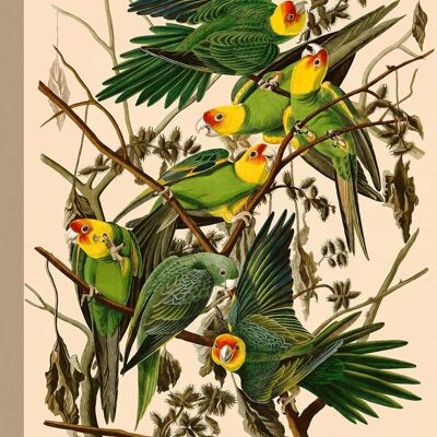 Peinture classique, impression sur toile : John James Audubon, Carolina Parrot